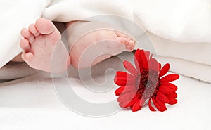 Baby foots with a flower in the foreground photo