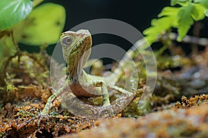 Baby forest dragon lizard inside a bush photo