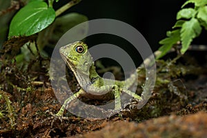 Baby forest dragon lizard inside a bush photo