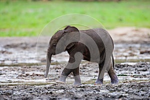 A baby forest elephant.