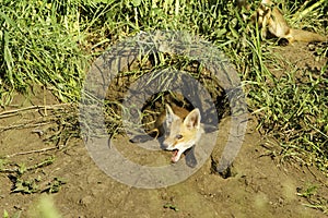 A baby fox around his hole