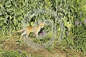 A baby fox around his hole