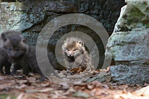 Baby fox infront of den