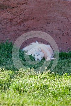 Baby Fox Sleeping in the Shade