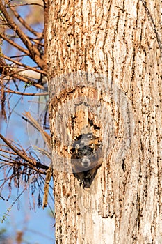 Baby Fox squirrel kit Sciurus niger peers over the top of its mother in the nest