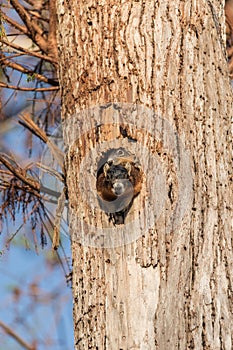 Baby Fox squirrel kit Sciurus niger peers over the top of its mother in the nest