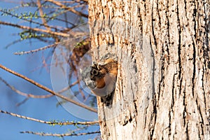 Baby Fox squirrel kit Sciurus niger peers over the top of its mother in the nest