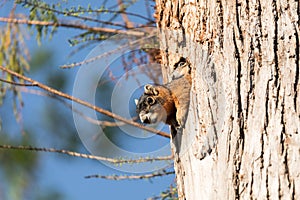 Baby Fox squirrel kit Sciurus niger peers over the top of its mother in the nest