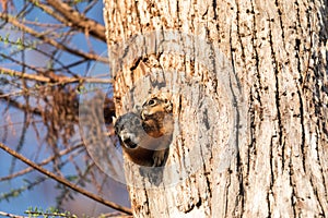 Baby Fox squirrel kit Sciurus niger peers over the top of its mother in the nest