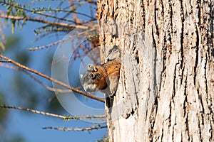 Baby Fox squirrel kit Sciurus niger peers over the top of its mother in the nest