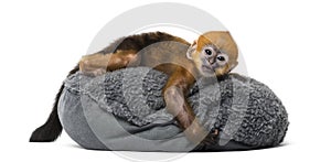 Baby Francois Langur lying on a pillow (1 month)