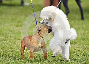 Un bambino francese giocattolo barboncino cuccioli socializzazione il cane mostrare 