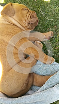 Baby french mastiff Dogue De Bordeaux