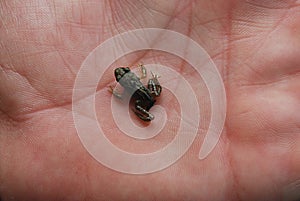 Baby frog