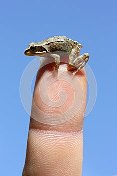 Baby frog