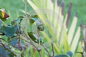 A baby frog