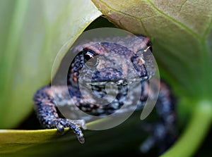 Baby frog on a green leaf showing fingers