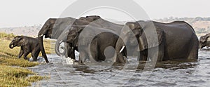 Baby in front of a family of elephants