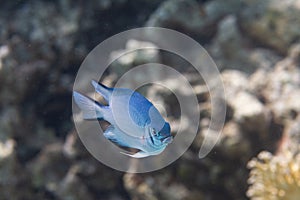 Pale Damselfish in Red Sea