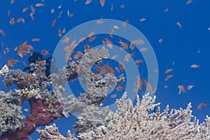 Lyretail Anthias Over Table Coral photo