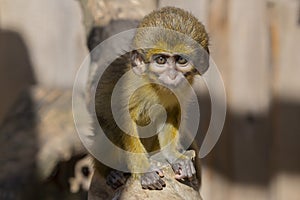 Baby of Gabon Talapoin on a tree. Miopithecus talapoin photo
