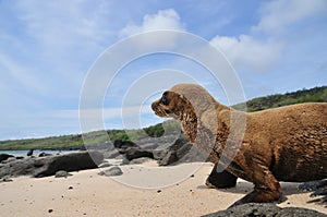 Baby Galapagos Sea Lion on Beach