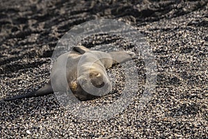 Baby Galapagos Sea Lion