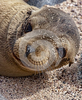 Baby Galapagos Sea Lion Face