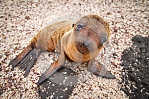 Baby Galapagos sea lion looking at the camera