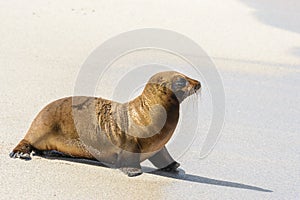 Baby Galapagos sea lion at Punta Carola beach, San Cristobal island Ecuador