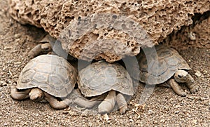 Baby Galapagos Tortoises