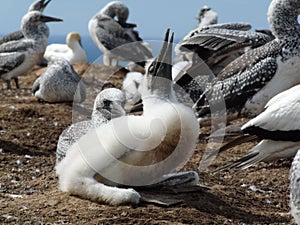 Baby gannet