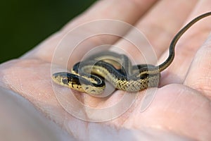 Baby Garter Snake in Hand photo