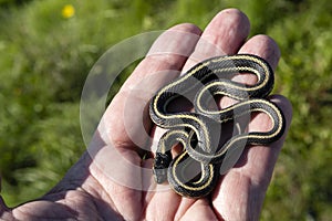 Baby Garter snake in a man`s hand