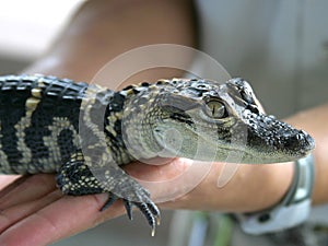 Baby Gator