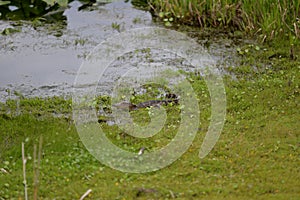 Baby gator exploring