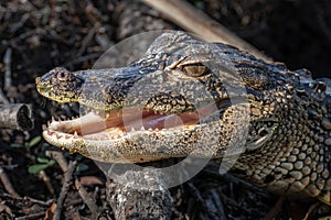 Baby Gator Flashes Teeth, St. Petersburg, Florida