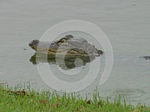 Baby gator head