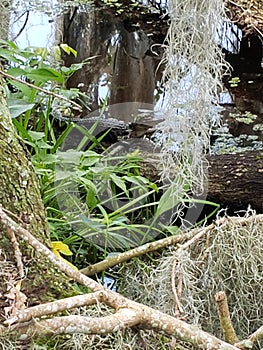 Baby Gator on A Log