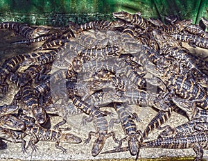 Baby Gators