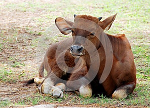 A baby gaur photo