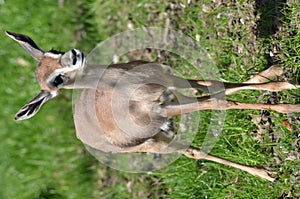 Baby gazelle photo