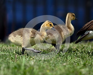 Baby geese