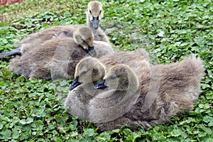 Baby geese