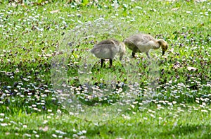 Baby geese in dasies