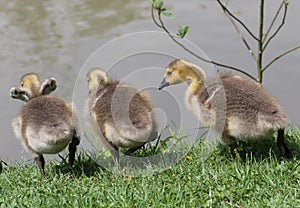 Baby Geese