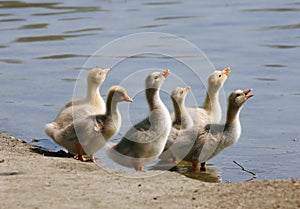 Baby Geese Drinking