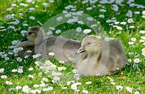 Baby geese in a field of tiny daisies