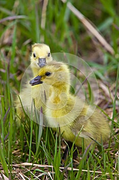 Baby Geese Goslings in Grass Saskatchewan