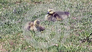 Baby Geese in the grass